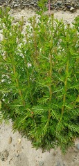 Lepidium bonariense