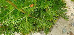 Lepidium bonariense