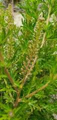 Lepidium bonariense