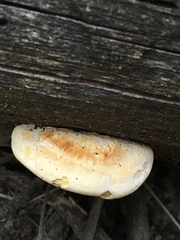 Truncospora ochroleuca