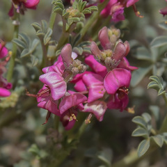 Indigofera burchellii