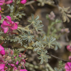 Indigofera burchellii