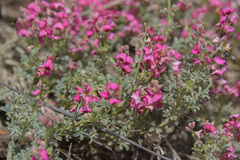 Indigofera burchellii
