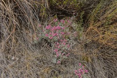 Indigofera burchellii