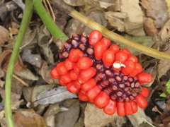 Arisaema amurense