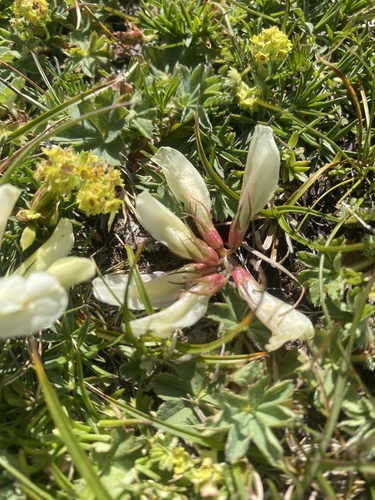 Trifolium polyphyllum, photograph 6