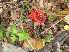 Arisaema amurense