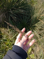 Paspalum quadrifarium, photograph (c) Florencia Luna, some rights reserved (CC BY)