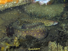 Gymnothorax cribroris