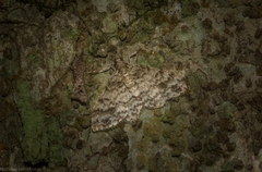 Myrioblephara desumpta