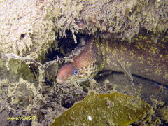 Gymnothorax cribroris