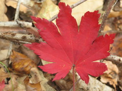 Acer pseudosieboldianum