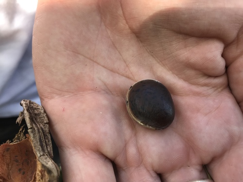 Macropsychanthus wilsonii observed 2019-10-02