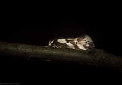 Coesyra hemiphragma