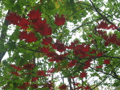 Acer pseudosieboldianum