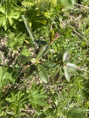 Daphne glomerata