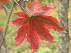 Acer pseudosieboldianum