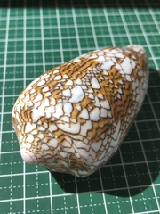 Conus textile
