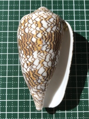 Conus textile