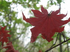 Acer pseudosieboldianum
