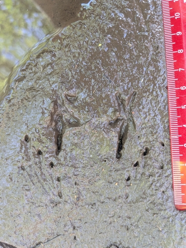 Green Frog photographed in Minnesota