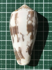 Conus striatus