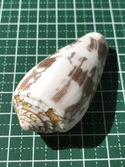 Conus striatus