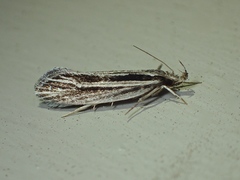 Leptosaces schistopa