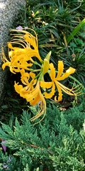 Lycoris aurea