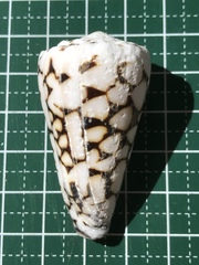 Conus bandanus