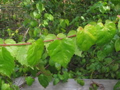 Viburnum scabrellum