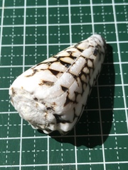 Conus bandanus
