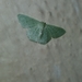 Hemitheini