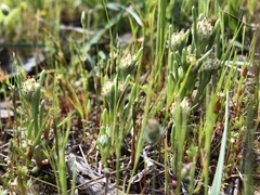 Blennospora drummondii