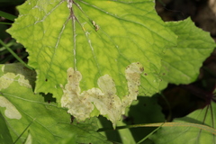 Phytomyza tussilaginis