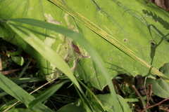 Phytomyza tussilaginis