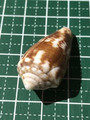 Conus boeticus