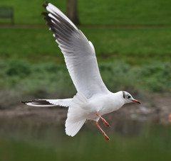 Chroicocephalus ridibundus