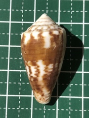 Conus boeticus