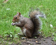 Sciurus carolinensis