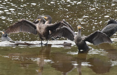 Phalacrocorax carbo