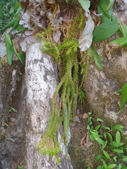 Phlegmariurus phlegmaria