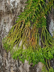 Phlegmariurus phlegmaria