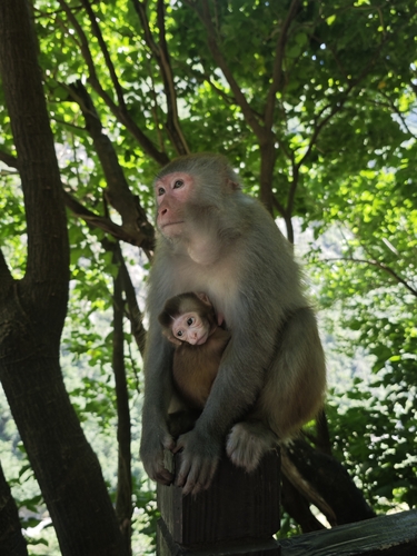 Rhesus Macaque