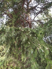 Cedrus libani