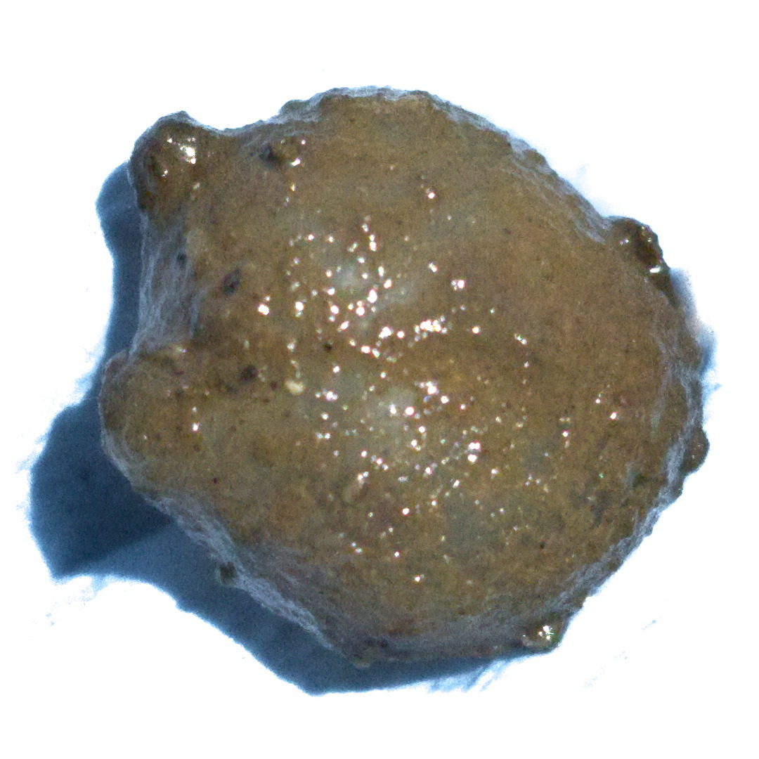 Molgula manhattensis (De Kay, 1843)