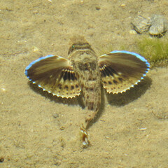 Bluewing Searobin photo 2