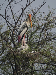 Mycteria leucocephala
