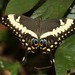 Emperor Swallowtail - Photo (c) Martin Grimm, some rights reserved (CC BY-NC-SA)