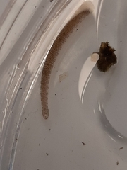 Glossiphonia complanata